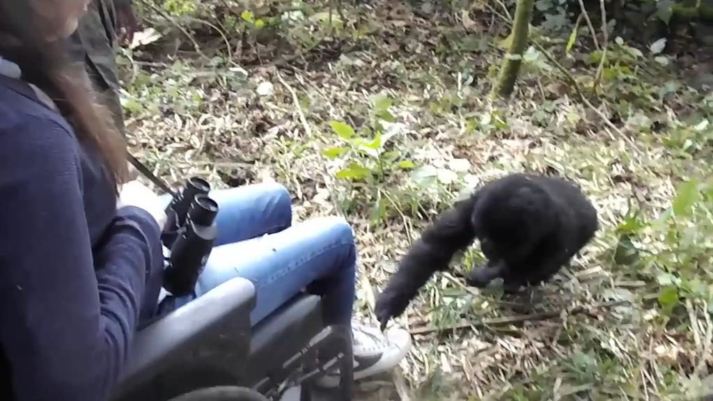 Touching
moment: A
baby gorilla
looks at
Susie’s shoes
in Rwanda.
Below, a porter
carries her
wheelchair
PICS: SWNS
