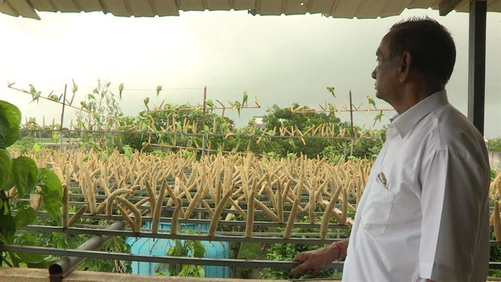 New friends: Harsukhbhai has been feeding the birds for 17 years
