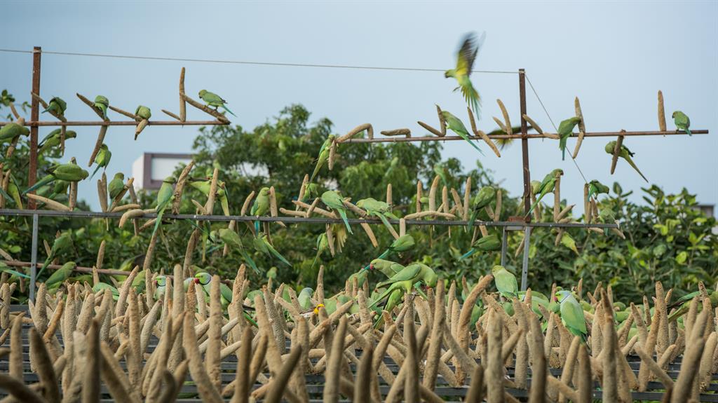 Grubs up: Parrots are seen feeding on a metal stand made by Harsukh and his family
