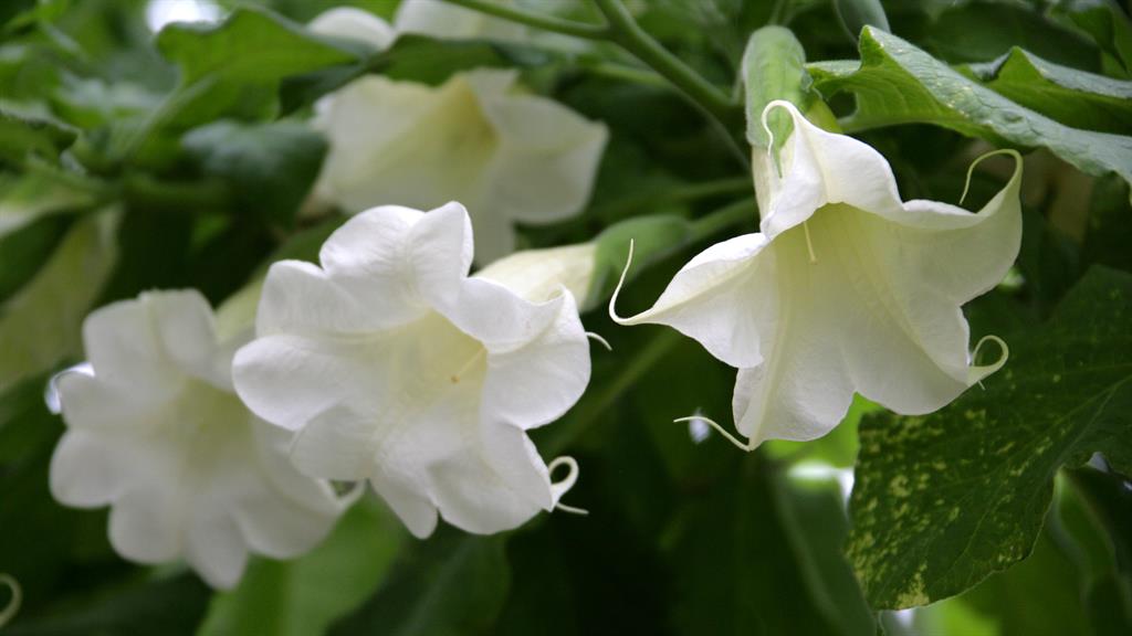 Not so holy: The Angel’s Trumpet, a flower used to make Devil’s Breath PICS: FLORAPIX/ALAMY/GETTY