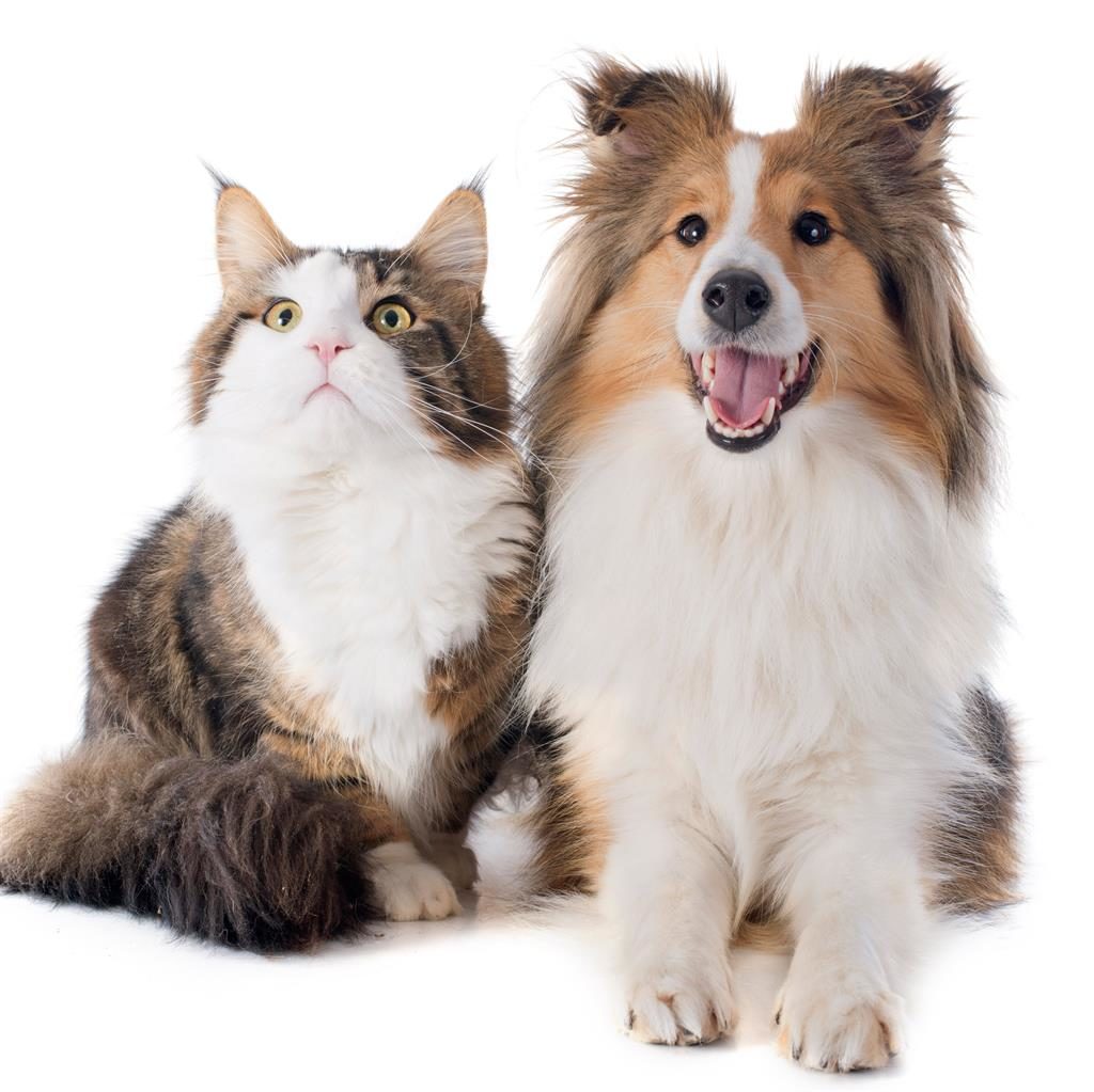 Vanderbilt Study Finds Dogs Are Smarter Than Cats