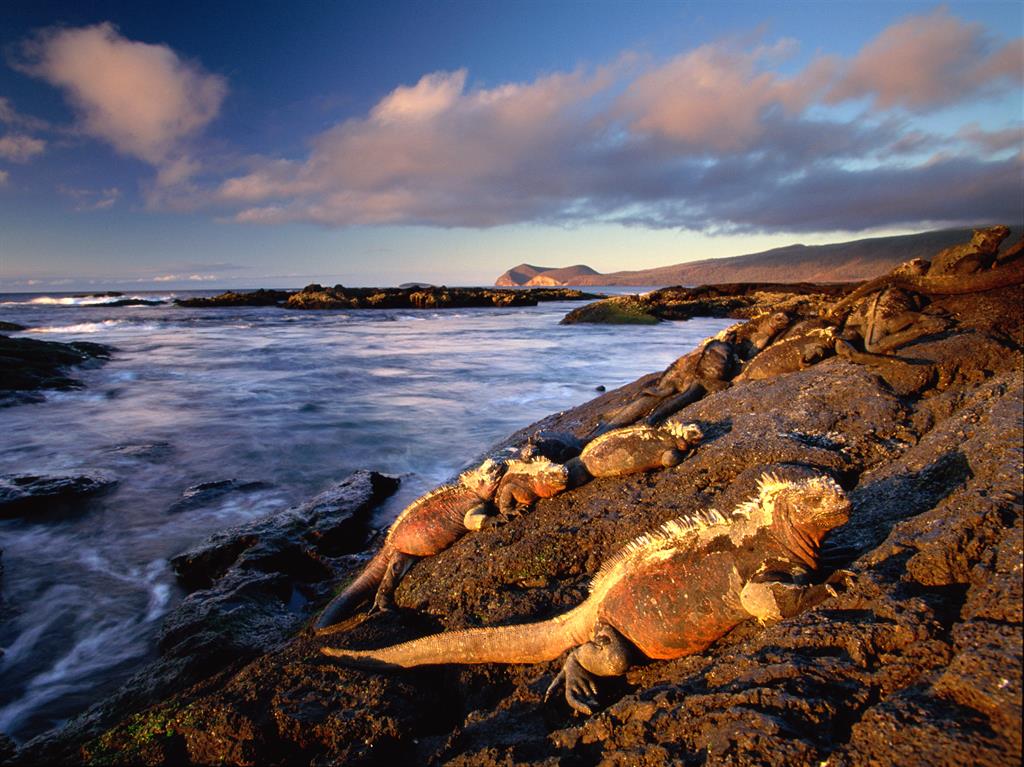 Night of the iguana: A marine iguana clambers up rocks on Fernandina