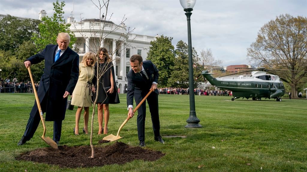 Taking its leaves Donald Trump and Emmanuel Macron plant the tree on Monday last week. Below the empty space