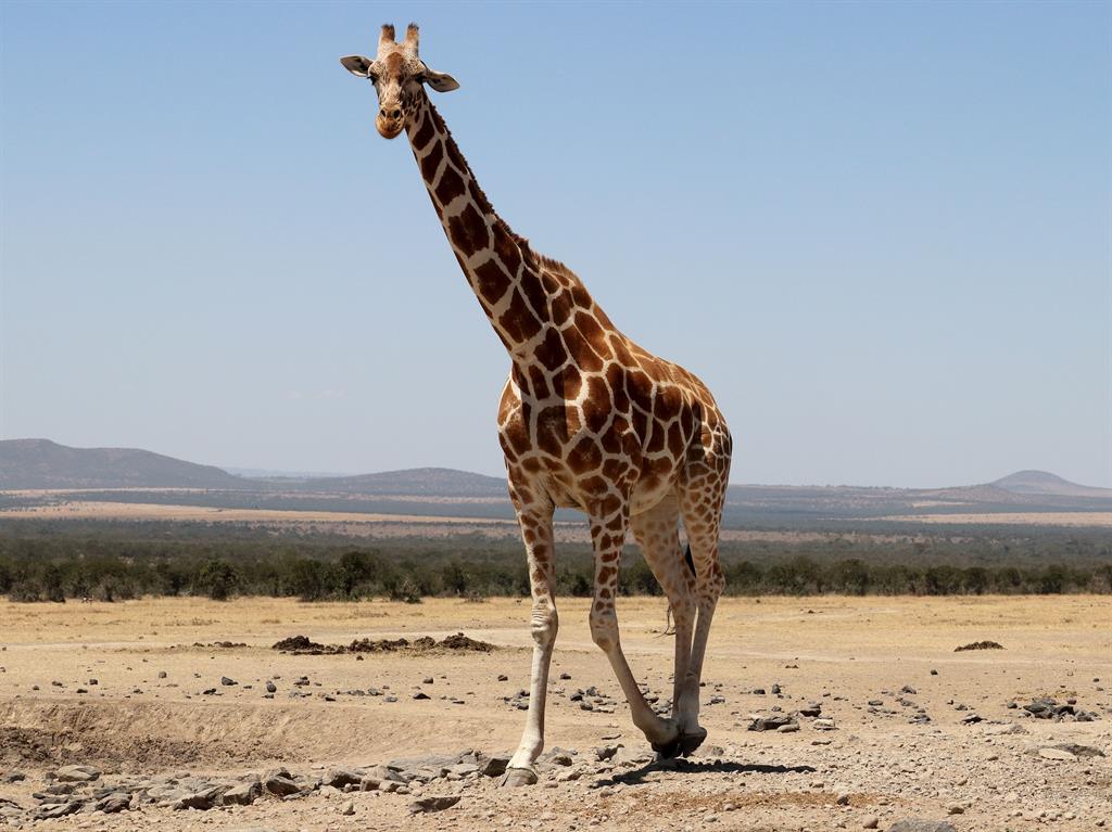 You're having a giraffe: Sorry fellas, if they're too long, your legs won't give you any advantage in love PICTURES: REX