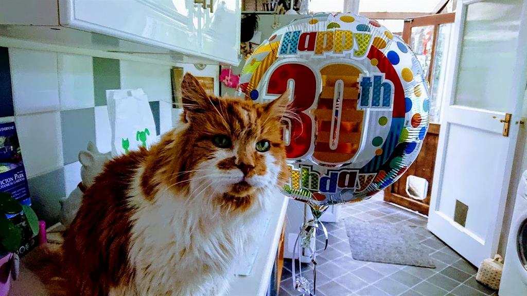 Celebrations: Rubble is one of the oldest cats in the world