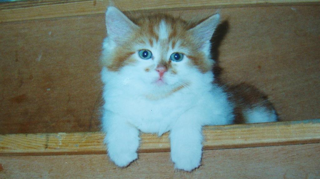 Miaow: Rubble as a kitten