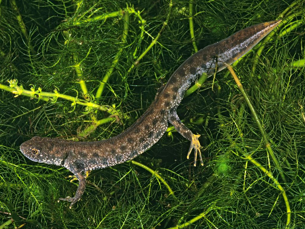 Blending in: Great crested newts are protected PICTURE: REX