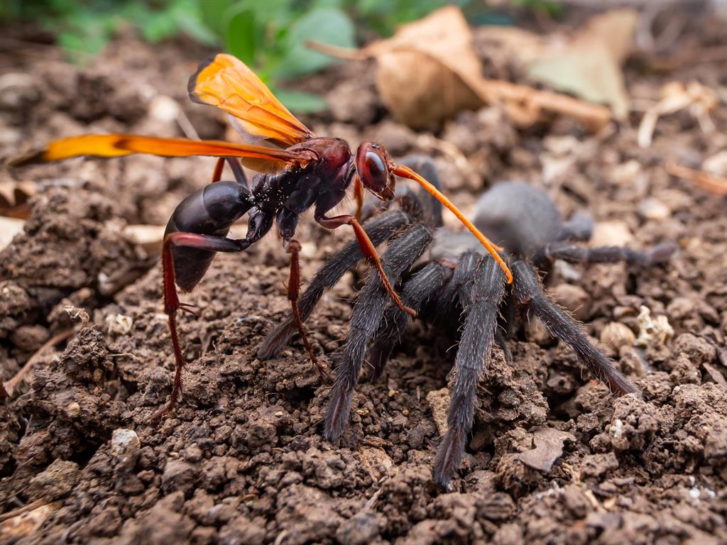 Fighters: The wasp and the tarantula do battle PICTURE: SWNS