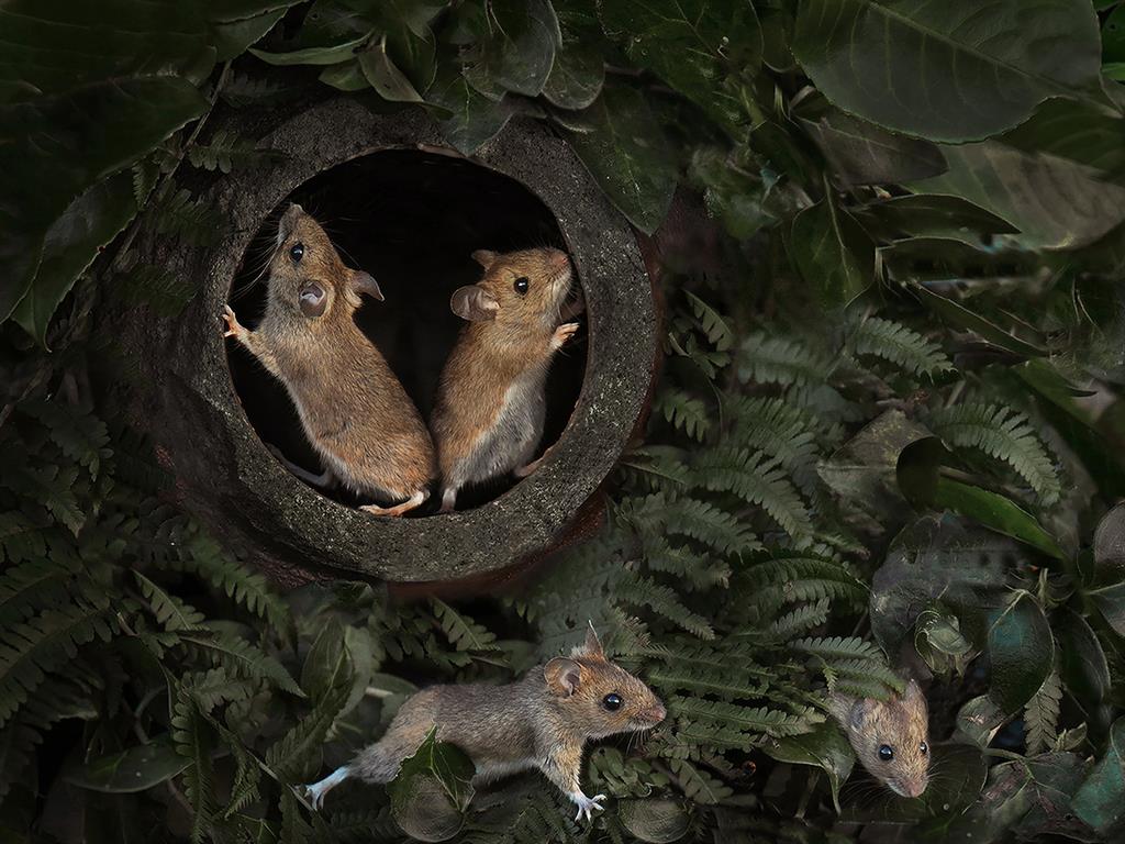 Playtime: Mice in waste pipe PICTURE: LENNY SMITH