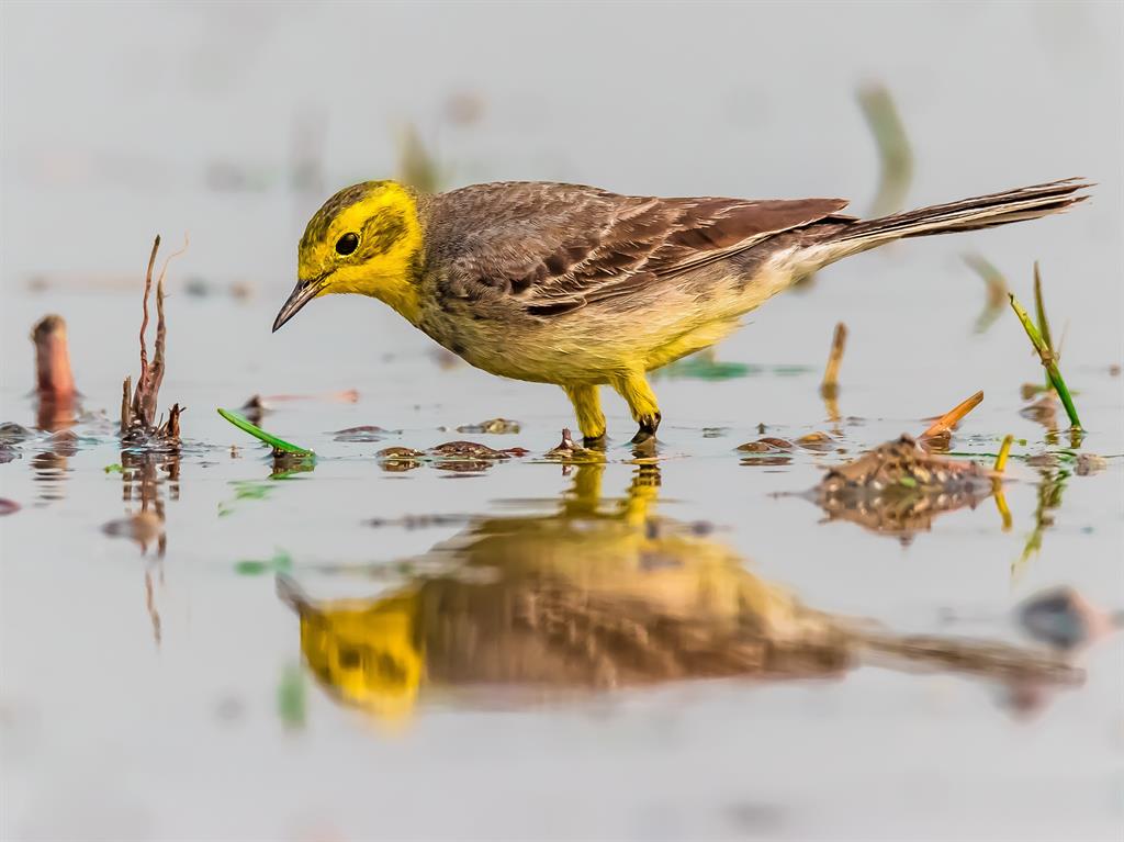 Looks familiar: Citrine wagtail eyes reflection in contest runner-up PICTURE: ACHINTYA ADHIKARI