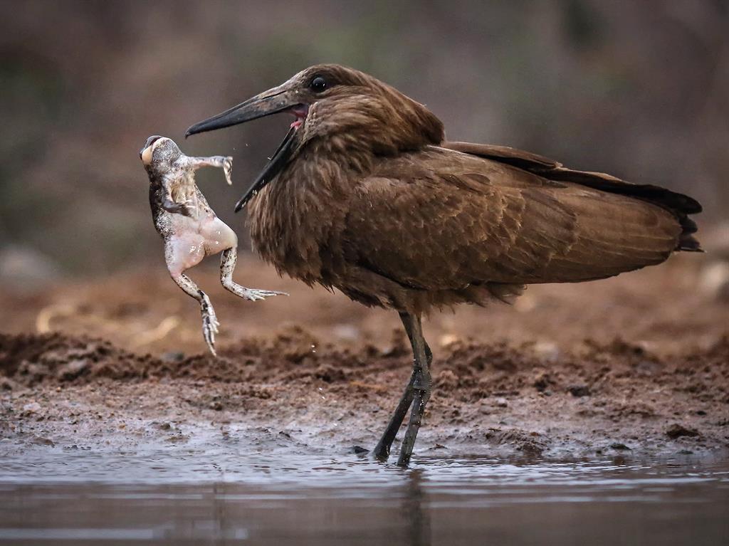 Dinner dance: A hamerkop wading bird plays with its frog prey ALAN JONES