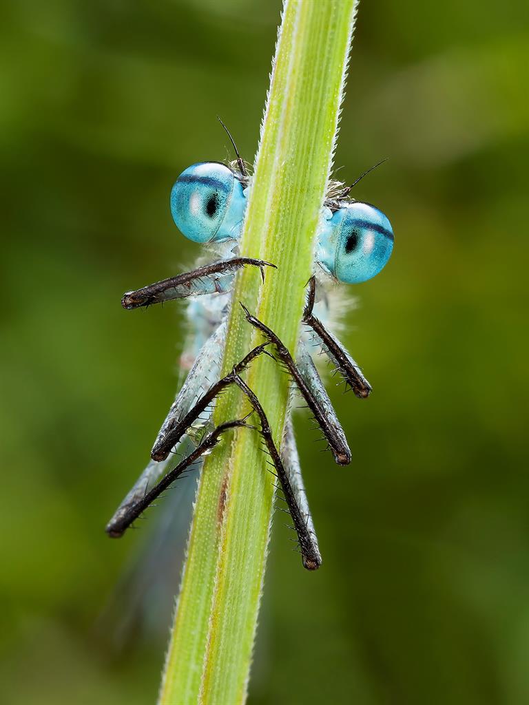 All eyes: Damselfly PICTURE: D MATTHEWS