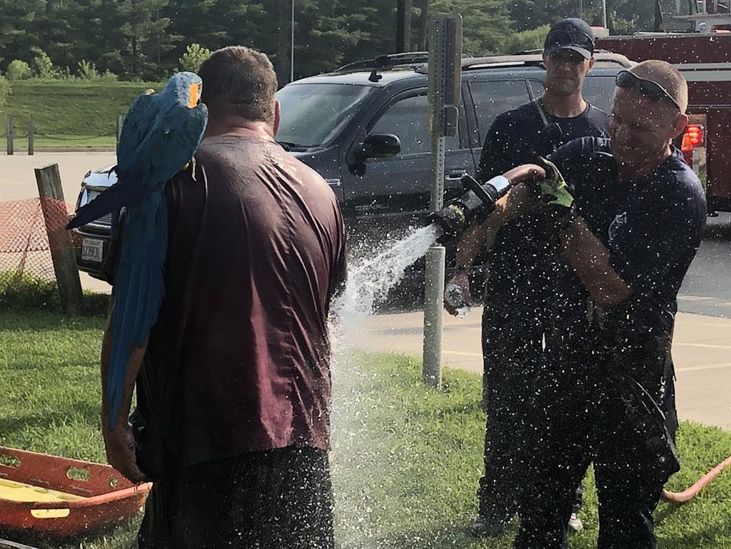 Hose a pretty boy: John Crawford gets cleaned up while Amigo stays put
