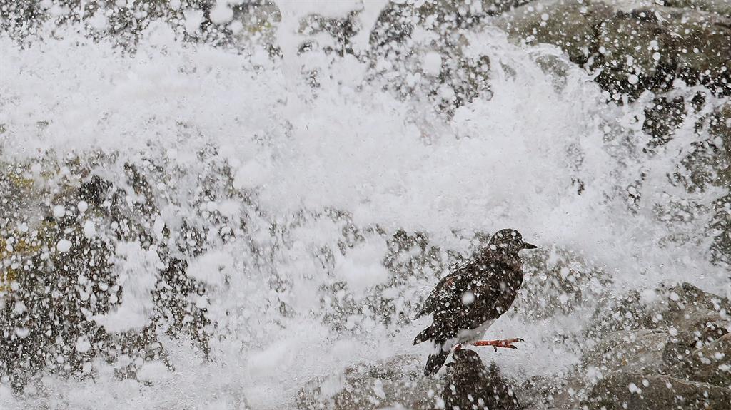 Drenched: A bird is caught by the crashing waves on Salthill promenade, Co Galway