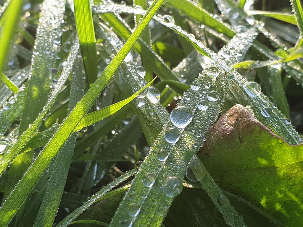 Clear colours: But greens were sometimes pushed too far on the Note9