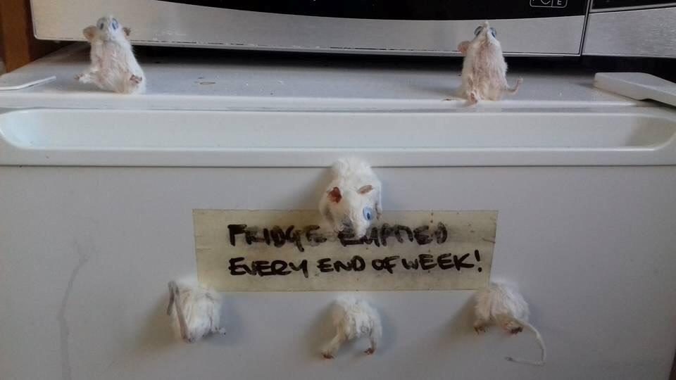 Squeak, squeak: Jack's stuffed mice double as fridge magnets PICTURES: JACK DEVANEY/SWNS