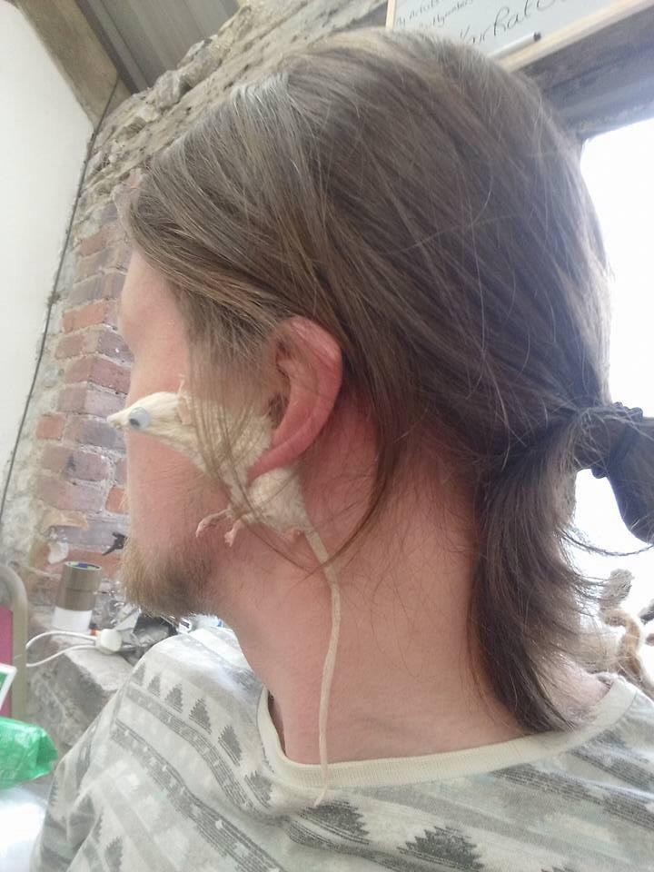 Not half: Jack cuts the mice in two and sews magnets into each side so they can fix to earlobes