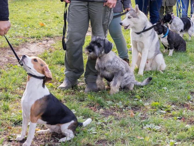 Nurture not nature: Lack of training tends to be seen as a bigger issue than breed — apart from pit bulls PICTURES: SHUTTERSTOCK