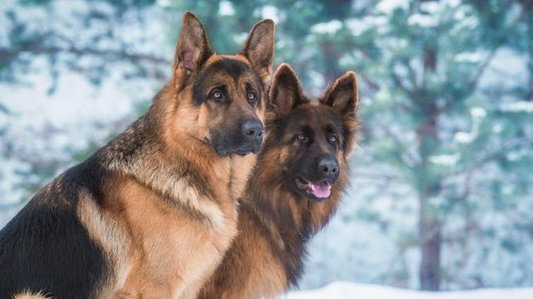 Perceptions: German shepherds were also considered for the act but not included