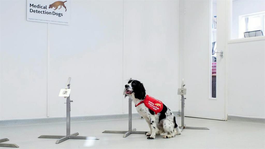 Early warning: It is hoped dogs can eventually be used to fight the spread of the disease