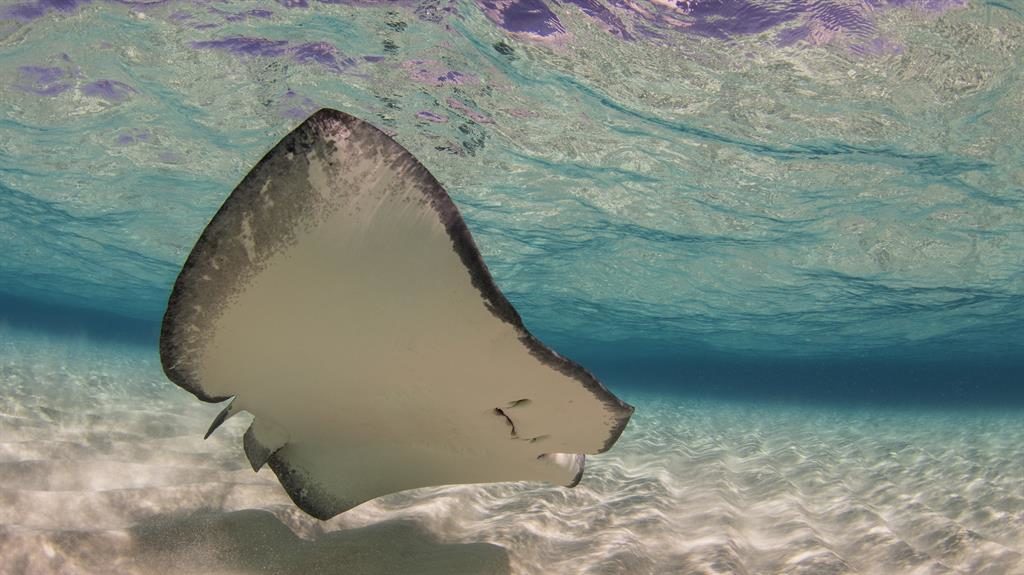 Man dies after stingray attack while swimming near Hobart Man dies after stingray attack while swimming near Hobart