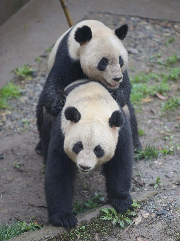 Bleat it: Mating giant pandas make a lot of noise PICTURE: ALAMY
