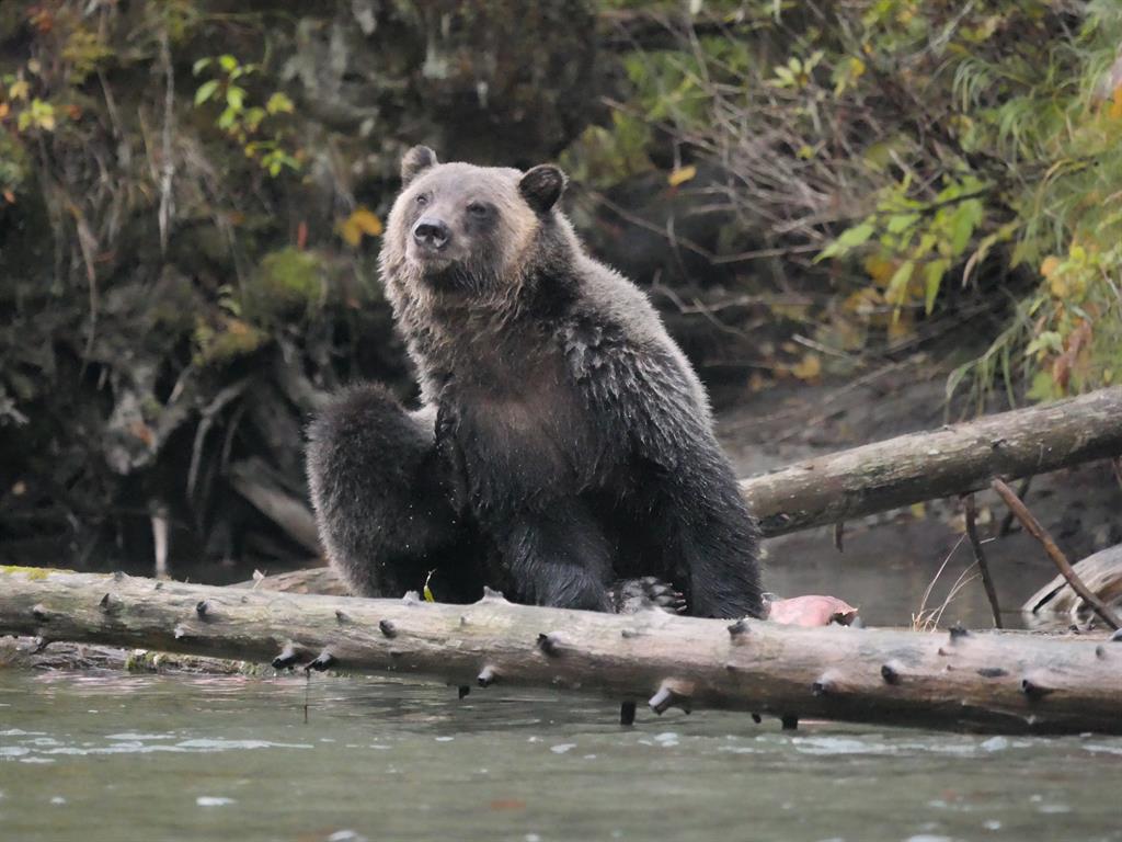 Animal magic: Guests at the remote camp will see grizzlies and (below) wolves