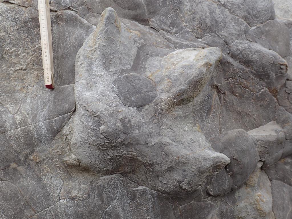 Step back in time: A large iguanodon footprint, with mud squeezing up between the toes, that was found in Hastings