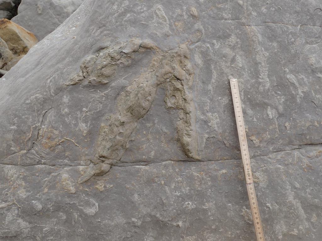 Meat-eater: A small theropod footprint PICTURES: SWNS