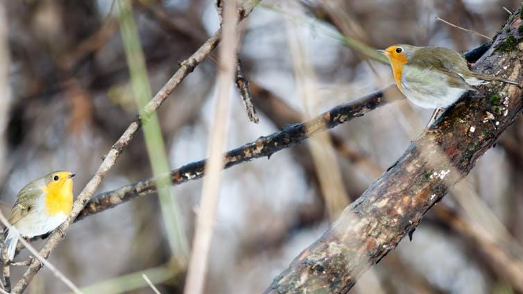Aggression between territorial male robins: Mediated by puffed-out red chests when they can’t be heard PICTURE: VISHNEVSKIY VASILY/SHUTTERSTOCK