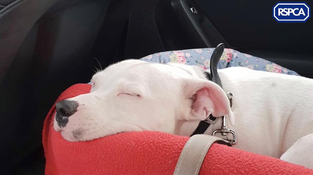 Cute: Snoop the Staffordshire bull terrier