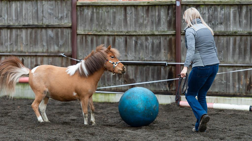 Football fancy: Tony the Pony with his owner Kirsty Simpson PICTURE: SWNS