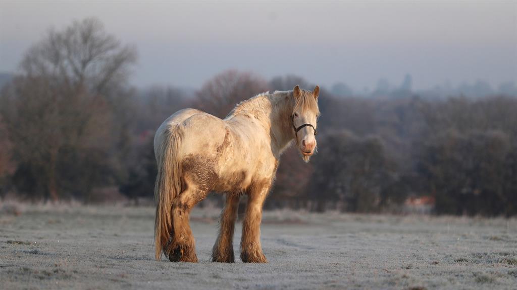 Four-legged friend: A horse stands in the morning sun as frost covers the ground on Basingstoke Common in Hampshire