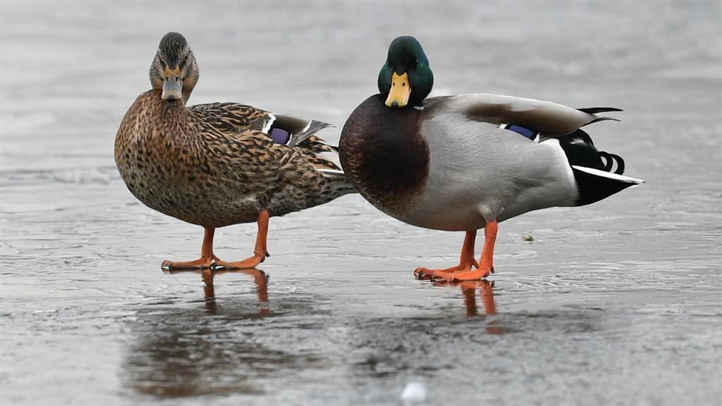 Just quackers: Ducks stand on a frozen pond near Merthyr Tydfil in Wales