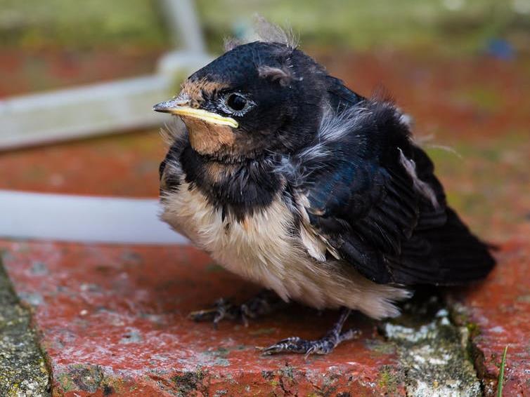 All about timing: Without insects to eat, young birds like this juvenile barn swallow could starve PICTURE: JIM MEAD/WIKIPEDIA