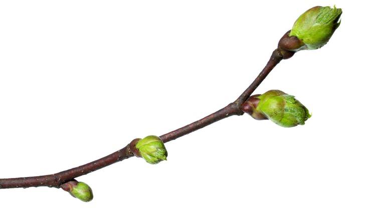 Vulnerable to damage: Early budding can mean limited growth for the entire year or even no growth on certain twigs if the weather changes PICTURE: SHUTTERSTOCK