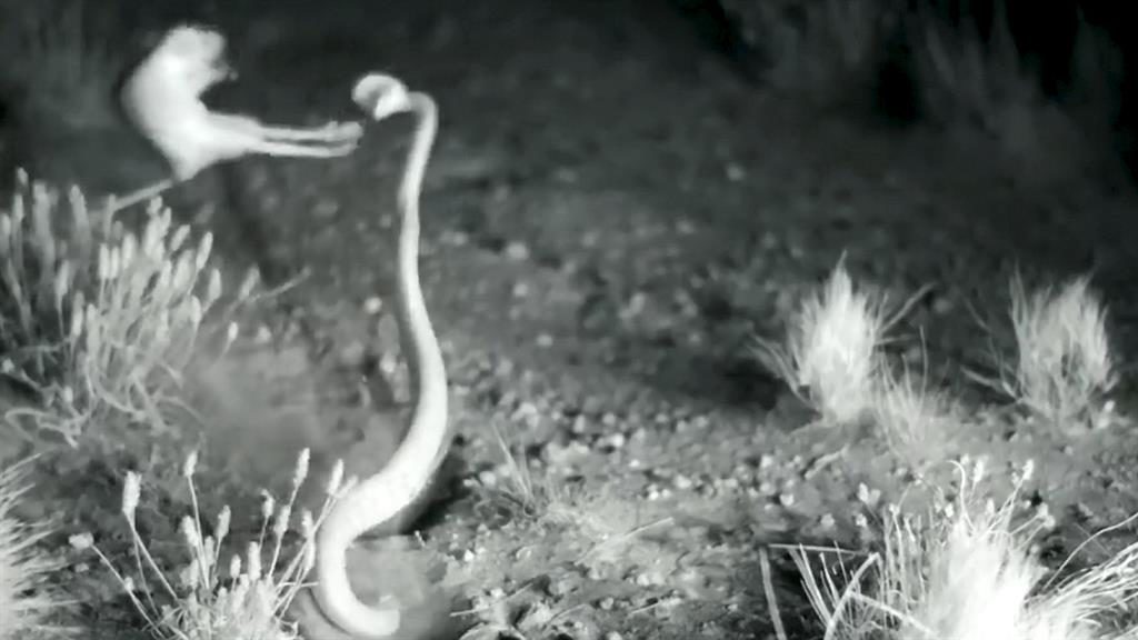 Kangaroo rat escapes jaws of a rattlesnake with a ninja kick
by Daniel Hammond
Published
