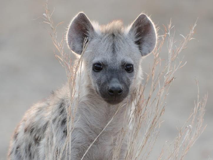Social animal: Hyenas live in female-dominated clans PICTURE: RICHARD YARNELL