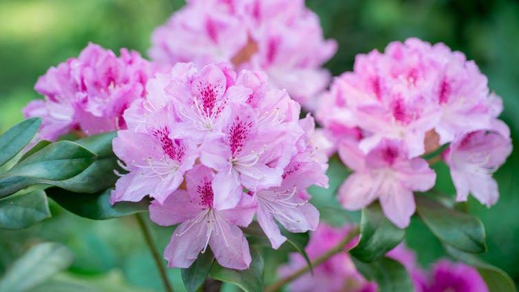 Flower power: Rhododendron, destroyer of armies PICTURE: SHUTTERSTOCK