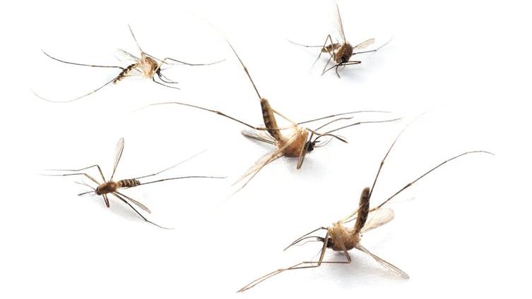 Grub's up! An acceptable number of dead insects in two cupfuls of cornmeal PICTURE: SHUTTERSTOCK