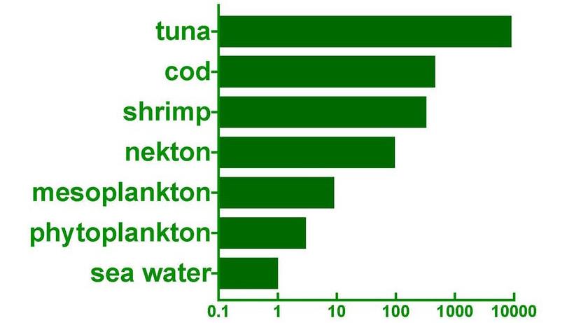 Illustration of how methylmercury becomes more concentrated as it passes up the food chain. In this example, the concentration of methylmercury is expressed relative to seawater (given an arbitrary value of one). It can be seen that methylmercury is 10,000 times more concentrated in the top predator (tuna fish). DATA: HARDING, DALZIEL & VASS