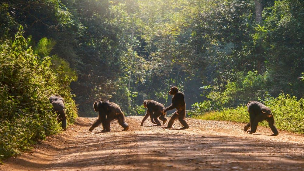 Broken up: Chimpanzee habitat is being fragmented by roads PICTURE: SHUTTERSTOCK