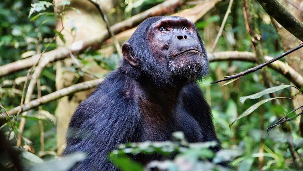 Diversity: Chimpanzees differ in their grooming habits and the use of tools PICTURE: SHUTTERSTOCK