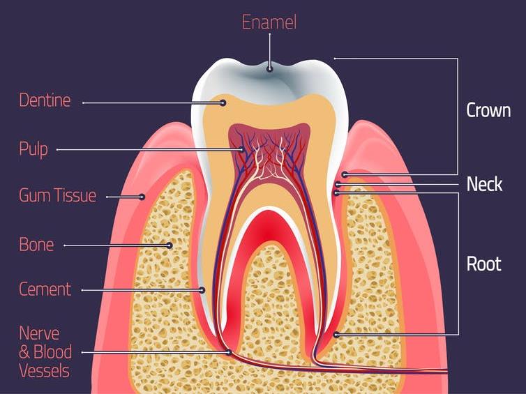 Tooth anatomy: As enamel wears away, dentine starts to show through PICTURES: SHUTTERSTOCK/BLACKDAY