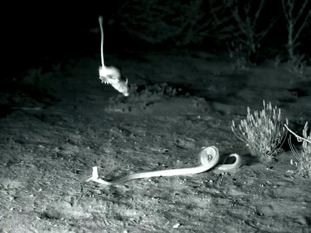 Kangaroo Rat Caught On Tape Confounding Rattlesnake With Ninja-Like Strikes