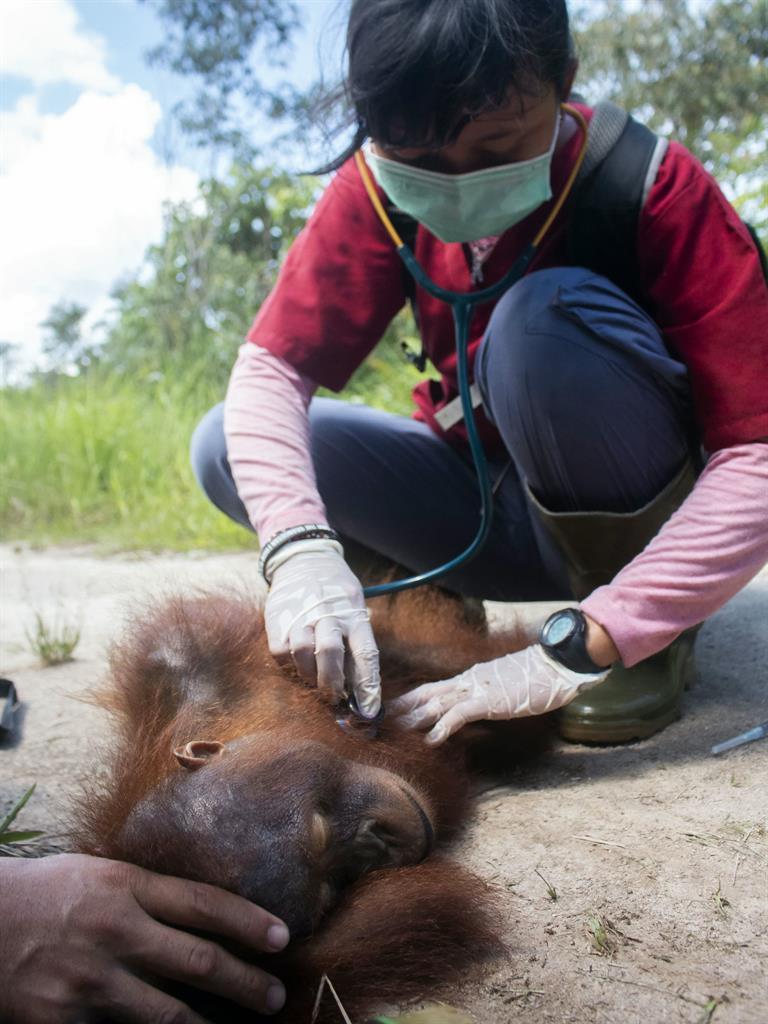 Rescue mission: The homeless orangutans were found hiding in a garden and anaesthetised PICTURES: INTERNATIONAL ANIMAL RESCUE/ SWNS
