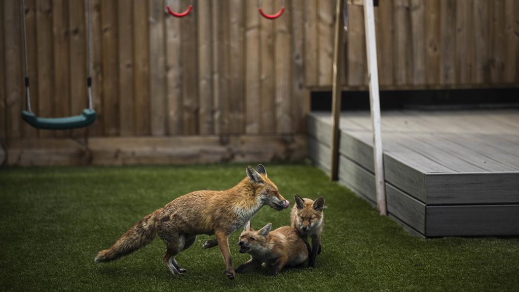Playtime: The resident vixen has a wrestle with her cubs