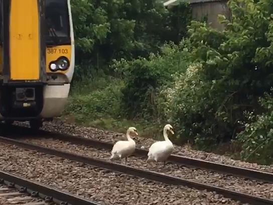 Right of way: Family of swans cause chaos by refusing to get off train track