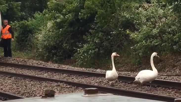 Happy family: The driver keeps a safe distance after trying to shoo the swans away PICTURES: SWNS