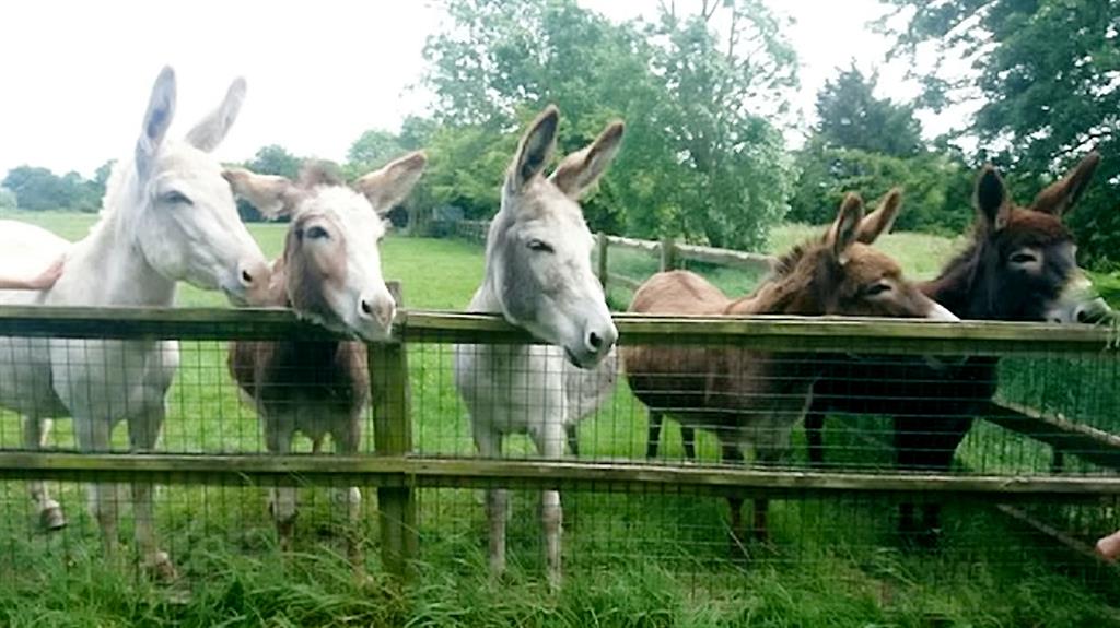 Domesticated: The fences where the donkeys are kept leaves them vulnerable to criminals